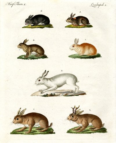 Hares and Rabbits by German School
