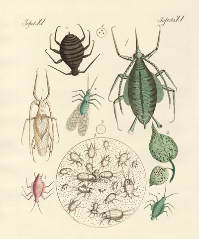 Harmful Insects by German School