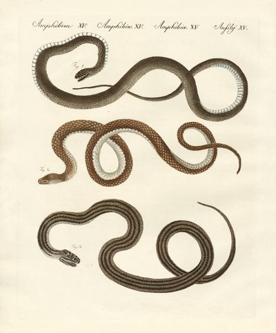 Harmless snake by German School