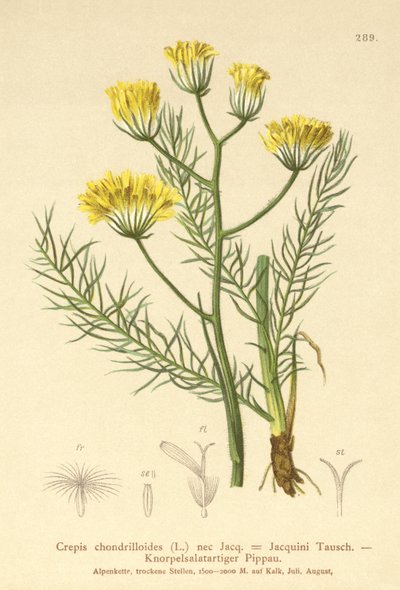 Hawksbeard by German School