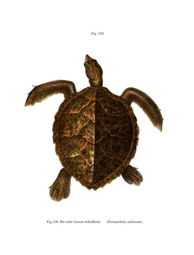 Hawksbill Turtle by German School