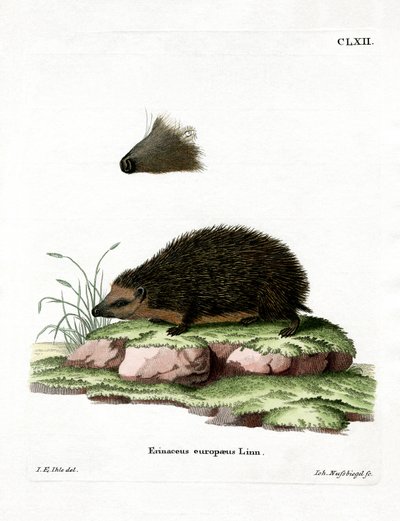 Hedgehog by German School