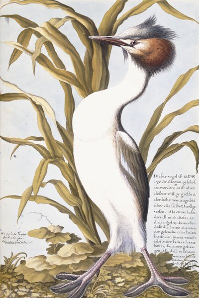Heron, 1750-1800 by German School
