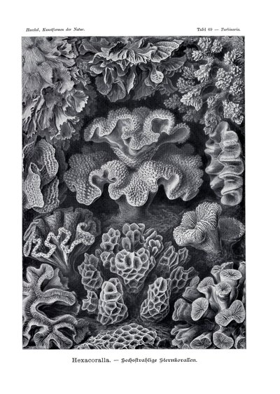 Hexacoralla by German School