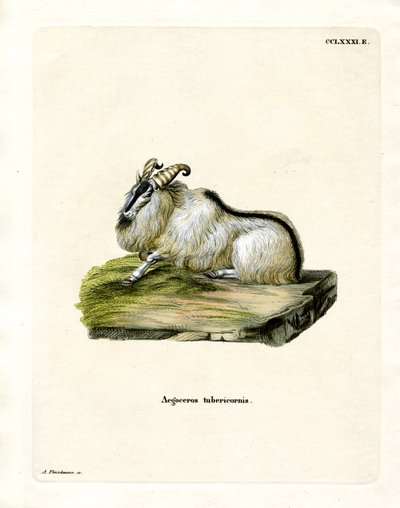 Himalayan Thar by German School