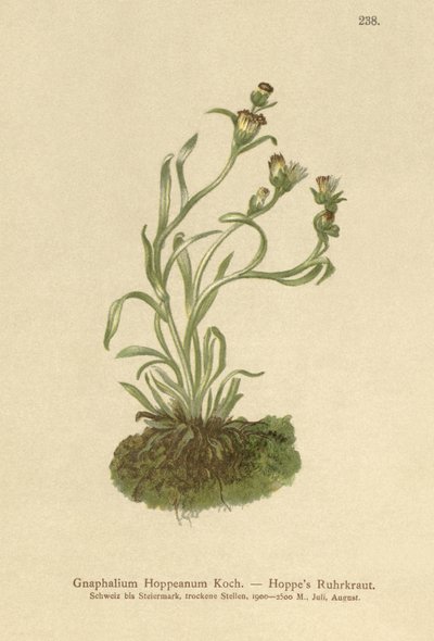 Hoppes Cudweed by German School