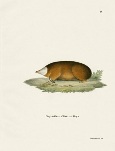 Hottentot Golden Mole by German School