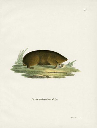 Hottentot Golden Mole by German School
