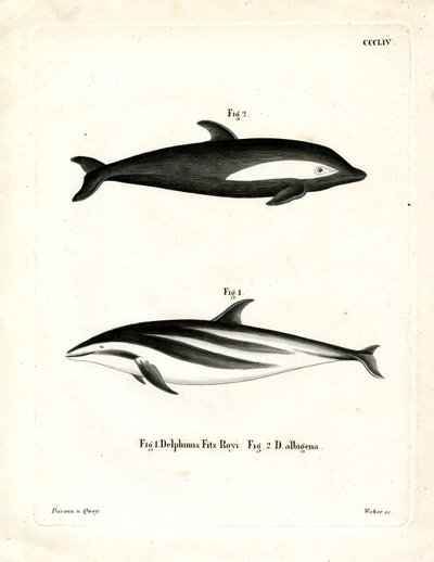 Hourglass Dolphin by German School