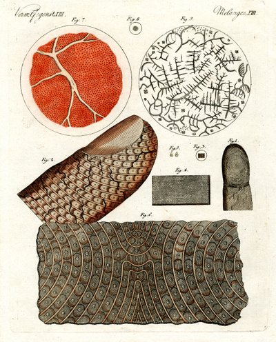 Human Skin and Blood by German School