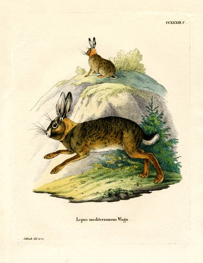 Iberian Hare by German School