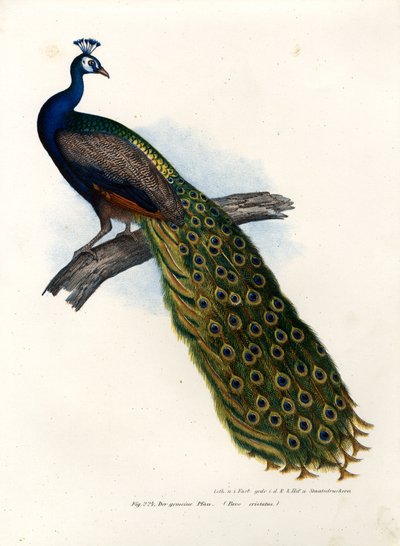 Indian Blue Peafowl by German School