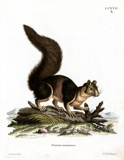 Indian Giant Squirrel by German School