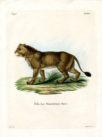 Indian Lion by German School