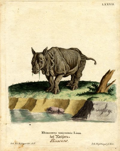 Indian Rhinoceros by German School