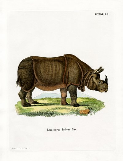 Indian Rhinoceros by German School
