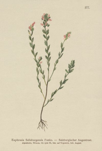 Irish Eyebright by German School