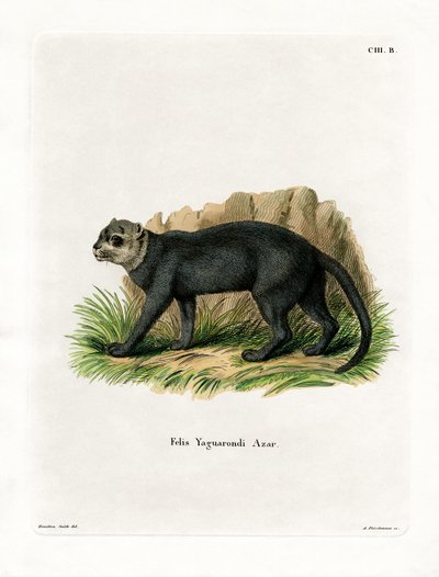Jaguarundi by German School