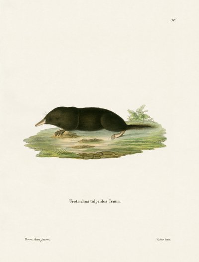 Japanese Shrew Mole by German School
