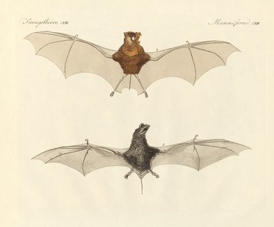 Javanese bats by German School