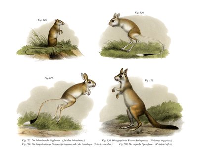 Jerboa by German School