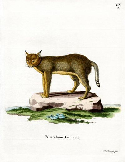 Jungle Cat by German School