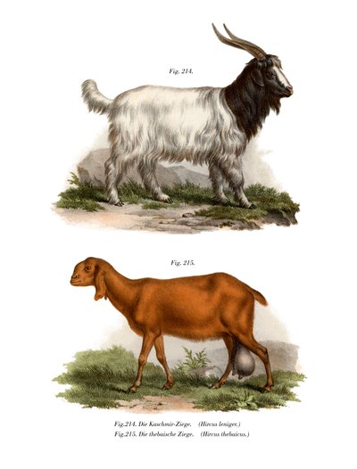 Kashmir Goat by German School