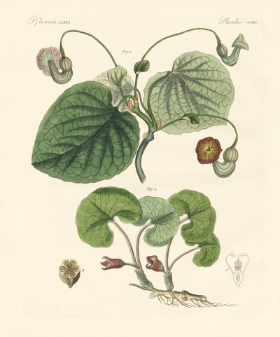 Kinds of Aristolochia Plants by German School