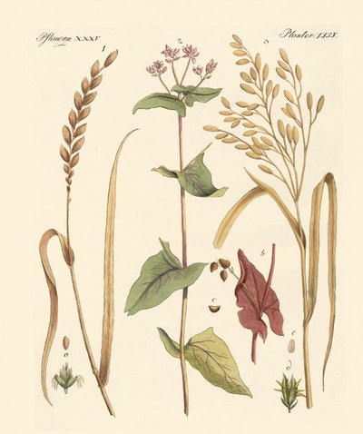 Kinds of Corns by German School
