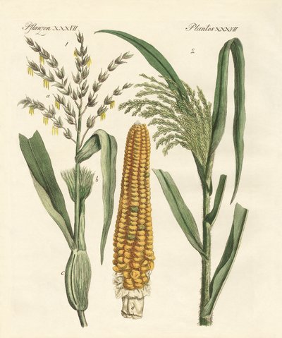 Kinds of Corns by German School