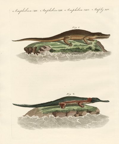 Kinds of crocodiles by German School