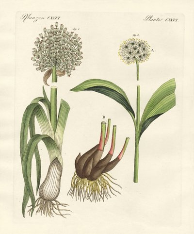 Kinds of leek by German School