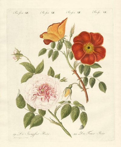 Kinds of roses by German School