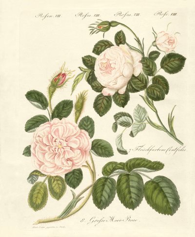Kinds of roses by German School