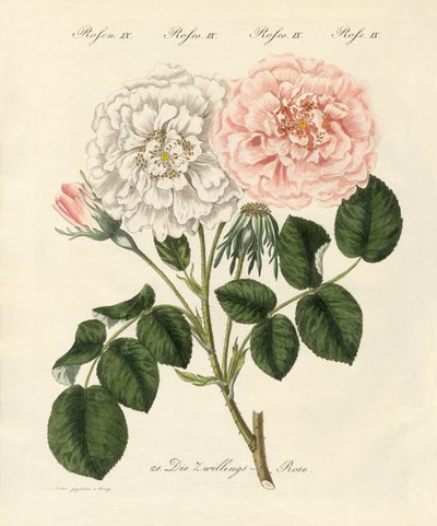 Kinds of roses by German School