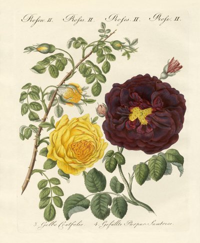 Kinds of roses by German School