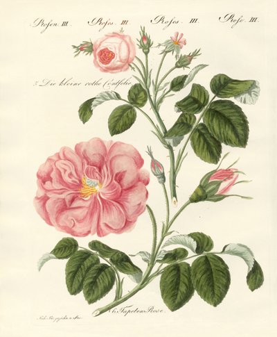 Kinds of Roses by German School