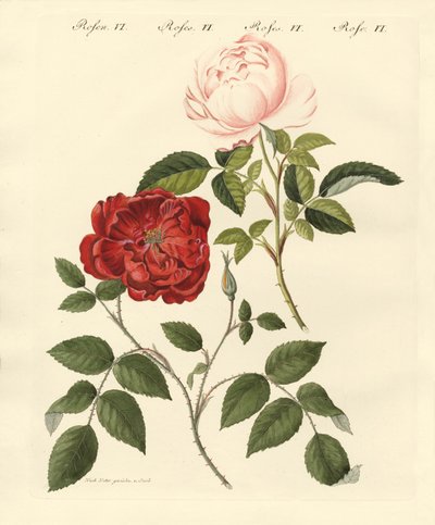 Kinds of Roses by German School