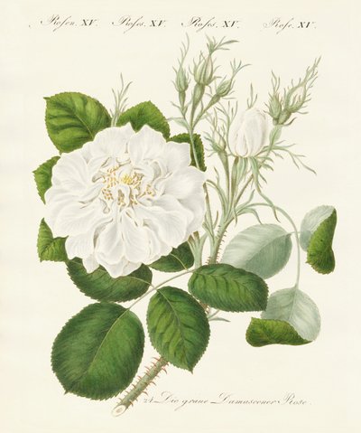 Kinds of Roses by German School