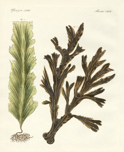Kinds of seaweed by German School