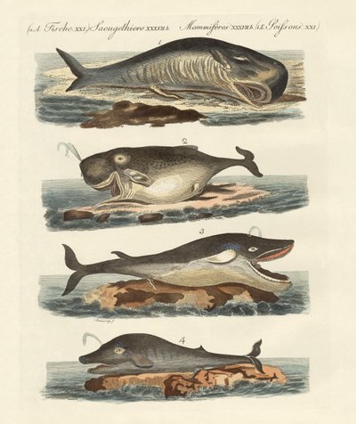 Kinds of Whales by German School