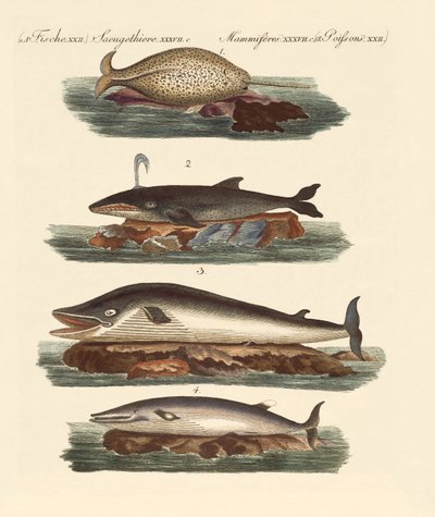 Kinds of Whales by German School