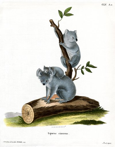 Koala by German School