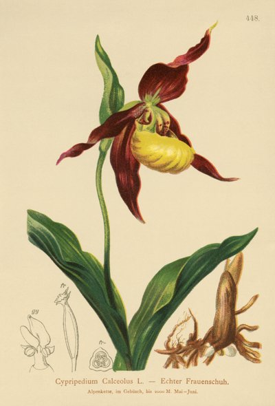 Ladys Slipper by German School