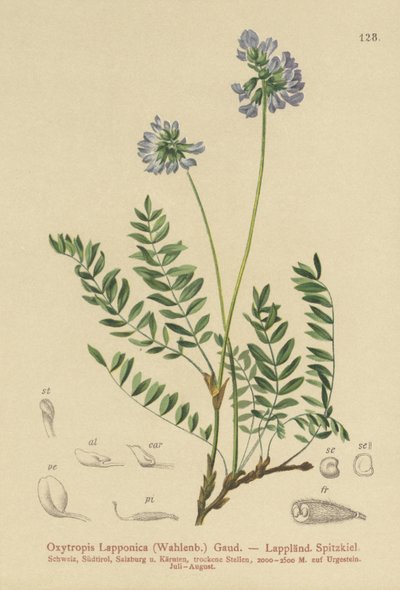 Lapland Milk-Vetch by German School