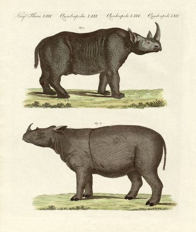 Large Four-Footed Mammals by German School