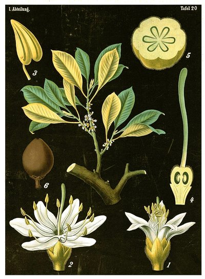 Latex (Palaquium gutta) by German School