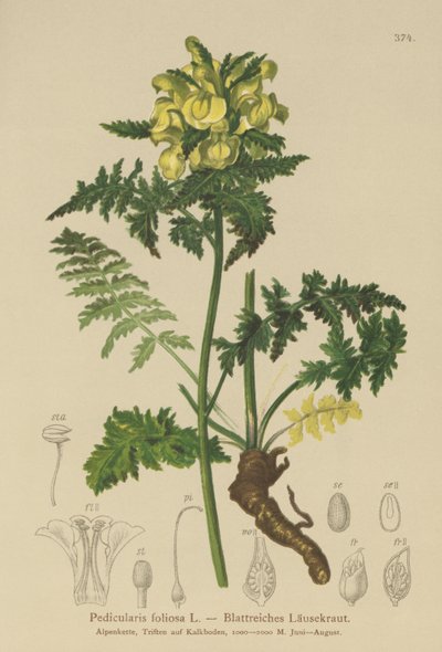 Leafy Lousewort by German School