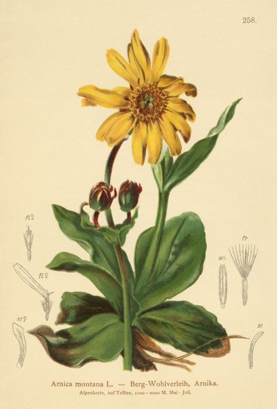 Leopards-bane by German School
