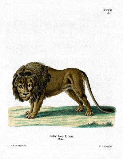 Lion by German School